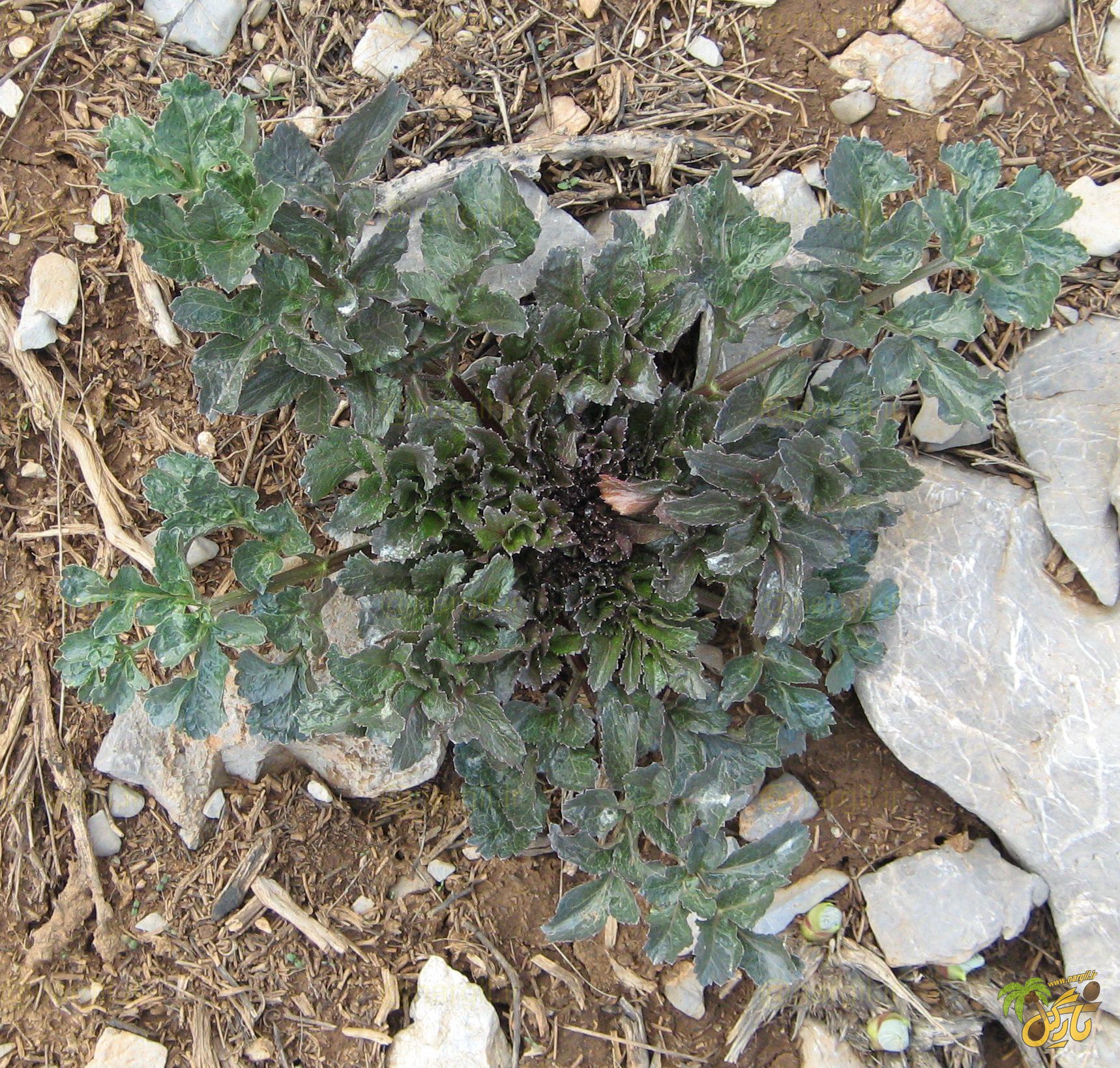 پیکل - گیاهان بومی ایران